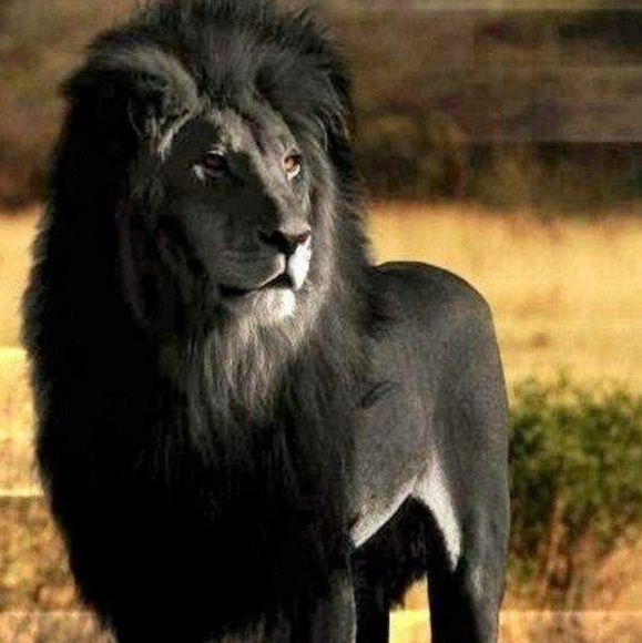 Men's Long Sleeved Shirt - Picture 7 of 8